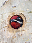 Red naped Sapsucker